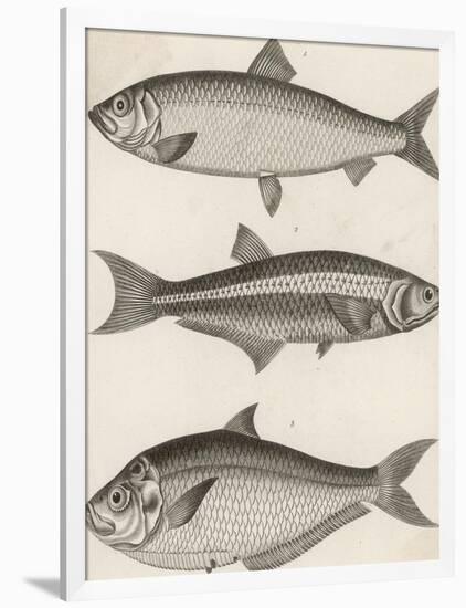 Three Types of Herring: 1. Common Herring 2. Silver-Striped Herring 3. African Herring-J. Pass-Framed Photographic Print