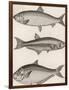 Three Types of Herring: 1. Common Herring 2. Silver-Striped Herring 3. African Herring-J. Pass-Framed Photographic Print