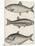 Three Types of Herring: 1. Common Herring 2. Silver-Striped Herring 3. African Herring-J. Pass-Mounted Photographic Print