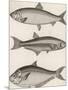 Three Types of Herring: 1. Common Herring 2. Silver-Striped Herring 3. African Herring-J. Pass-Mounted Photographic Print