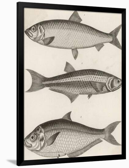 Three Types of Herring: 1. Common Herring 2. Silver-Striped Herring 3. African Herring-J. Pass-Framed Photographic Print