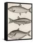 Three Types of Herring: 1. Common Herring 2. Silver-Striped Herring 3. African Herring-J. Pass-Framed Stretched Canvas