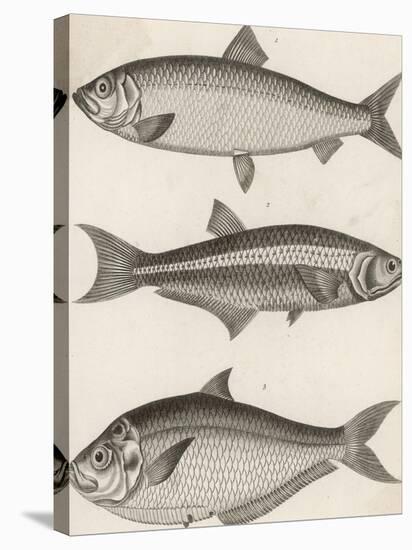 Three Types of Herring: 1. Common Herring 2. Silver-Striped Herring 3. African Herring-J. Pass-Stretched Canvas