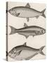 Three Types of Herring: 1. Common Herring 2. Silver-Striped Herring 3. African Herring-J. Pass-Stretched Canvas