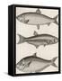 Three Types of Herring: 1. Common Herring 2. Silver-Striped Herring 3. African Herring-J. Pass-Framed Stretched Canvas