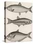 Three Types of Herring: 1. Common Herring 2. Silver-Striped Herring 3. African Herring-J. Pass-Stretched Canvas