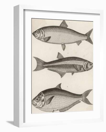 Three Types of Herring: 1. Common Herring 2. Silver-Striped Herring 3. African Herring-J. Pass-Framed Photographic Print