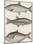 Three Types of Herring: 1. Common Herring 2. Silver-Striped Herring 3. African Herring-J. Pass-Mounted Photographic Print