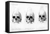 Three Types of Human Skull, 1848-null-Framed Stretched Canvas