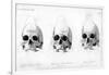 Three Types of Human Skull, 1848-null-Framed Giclee Print