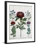 Three Types of Peonies, 1613-Martin I Mytens-Framed Giclee Print