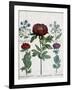 Three Types of Peonies, 1613-Martin I Mytens-Framed Giclee Print