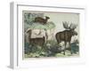 Three Types of Ruminant: Llama, Musk Deer, and Elk-null-Framed Art Print