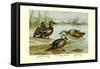 Three Types of Shoveller Ducks-Allan Brooks-Framed Stretched Canvas