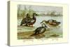 Three Types of Shoveller Ducks-Allan Brooks-Stretched Canvas