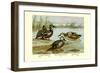 Three Types of Shoveller Ducks-Allan Brooks-Framed Art Print