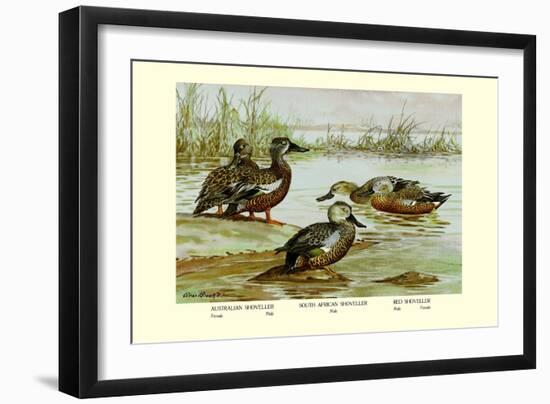 Three Types of Shoveller Ducks-Allan Brooks-Framed Art Print