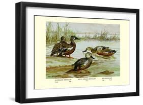 Three Types of Shoveller Ducks-Allan Brooks-Framed Art Print