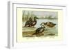 Three Types of Shoveller Ducks-Allan Brooks-Framed Art Print