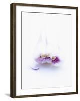 Three Unpeeled Cloves of Garlic-Marc O^ Finley-Framed Photographic Print