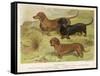 Three Varieties of Dachshund, Smooth Red and Black-And-Tan-Vero Shaw-Framed Stretched Canvas