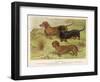 Three Varieties of Dachshund, Smooth Red and Black-And-Tan-Vero Shaw-Framed Art Print