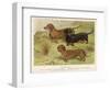 Three Varieties of Dachshund, Smooth Red and Black-And-Tan-Vero Shaw-Framed Art Print