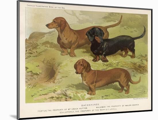 Three Varieties of Dachshund, Smooth Red and Black-And-Tan-Vero Shaw-Mounted Art Print