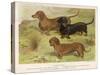 Three Varieties of Dachshund, Smooth Red and Black-And-Tan-Vero Shaw-Stretched Canvas