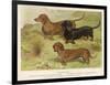 Three Varieties of Dachshund, Smooth Red and Black-And-Tan-Vero Shaw-Framed Art Print