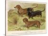 Three Varieties of Dachshund, Smooth Red and Black-And-Tan-Vero Shaw-Stretched Canvas