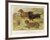 Three Varieties of Dachshund, Smooth Red and Black-And-Tan-Vero Shaw-Framed Art Print