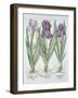 Three Varieties of Rhizomatous Bearded Irises, from 'Hortus Eystettensis', by Basil Besler (1561-16-German School-Framed Giclee Print