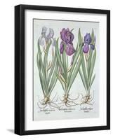 Three Varieties of Rhizomatous Bearded Irises, from 'Hortus Eystettensis', by Basil Besler (1561-16-German School-Framed Giclee Print