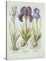 Three Varieties of Rhizomatous Beardless Irises, from 'Hortus Eystettensis', by Basil Besler (1561--German School-Stretched Canvas