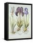 Three Varieties of Rhizomatous Beardless Irises, from 'Hortus Eystettensis', by Basil Besler (1561--German School-Framed Stretched Canvas