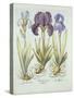 Three Varieties of Rhizomatous Beardless Irises, from 'Hortus Eystettensis', by Basil Besler (1561--German School-Stretched Canvas