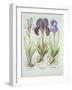 Three Varieties of Rhizomatous Beardless Irises, from 'Hortus Eystettensis', by Basil Besler (1561--German School-Framed Giclee Print