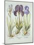 Three Varieties of Rhizomatous Beardless Irises, from 'Hortus Eystettensis', by Basil Besler (1561--German School-Mounted Giclee Print