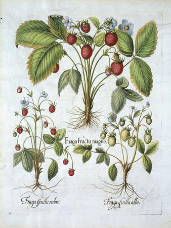 https://imgc.allpostersimages.com/img/posters/three-varieties-of-strawberry-plate-116-from-hortus-eystettensis-by-basil-besler_u-L-Q1NGAMA0.jpg?artPerspective=n