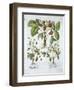 Three Varieties of Strawberry, Plate 116, from Hortus Eystettensis by Basil Besler-null-Framed Giclee Print