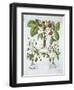 Three Varieties of Strawberry, Plate 116, from Hortus Eystettensis by Basil Besler-null-Framed Giclee Print