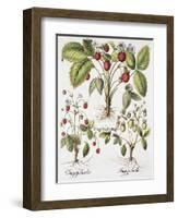 Three Varieties of Strawberry-Basilius Besler-Framed Giclee Print