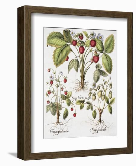 Three Varieties of Strawberry-Basilius Besler-Framed Giclee Print