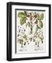 Three Varieties of Strawberry-Basilius Besler-Framed Giclee Print