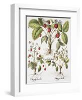 Three Varieties of Strawberry-Basilius Besler-Framed Giclee Print