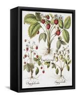 Three Varieties of Strawberry-Basilius Besler-Framed Stretched Canvas