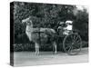 Three Visitors, Including Two Young Girls, Riding in a Cart Pulled by a Llama, London Zoo, C.1912-Frederick William Bond-Stretched Canvas