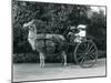 Three Visitors, Including Two Young Girls, Riding in a Cart Pulled by a Llama, London Zoo, C.1912-Frederick William Bond-Mounted Photographic Print