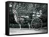 Three Visitors, Including Two Young Girls, Riding in a Cart Pulled by a Llama, London Zoo, C.1912-Frederick William Bond-Framed Stretched Canvas